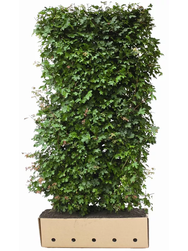 Feldahorn - Acer campestre - Heckenelemente