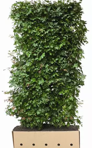 Acer campestre - Heckenelemente