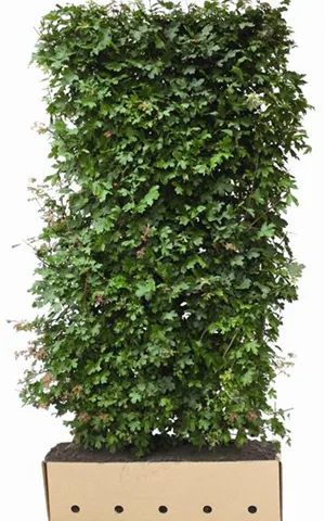 Acer campestre - Heckenelemente