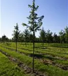 Feldahorn 'Elsrijk' - Acer campestre 'Elsrijk' - Baum