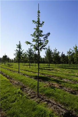 Feldahorn 'Elsrijk' - Acer campestre 'Elsrijk' - Baum