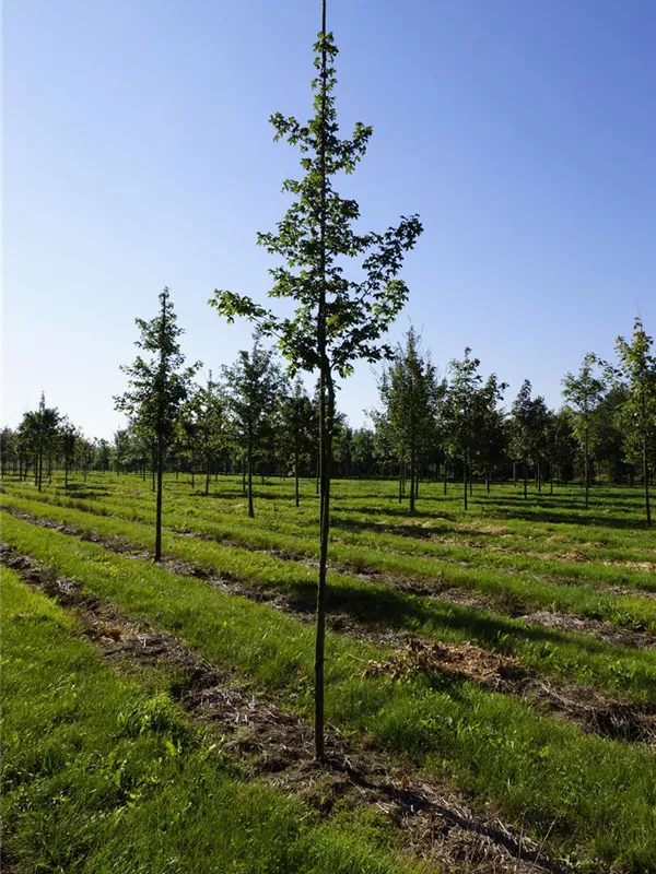 Feldahorn 'Elsrijk' - Acer campestre 'Elsrijk' - Baum