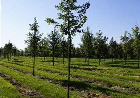 Acer campestre 'Elsrijk' - Baum - Feldahorn 'Elsrijk'