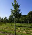 Feldahorn 'Elsrijk' - Acer campestre 'Elsrijk' - Baum