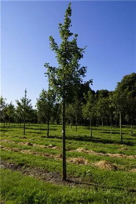 Feldahorn 'Elsrijk' - Acer campestre 'Elsrijk' - Baum