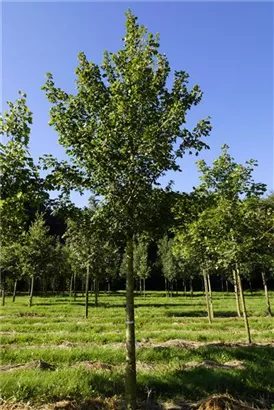 Feldahorn 'Elsrijk' - Acer campestre 'Elsrijk' - Baum