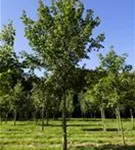 Feldahorn 'Elsrijk' - Acer campestre 'Elsrijk' - Baum