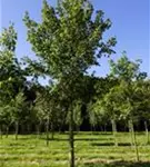Feldahorn 'Elsrijk' - Acer campestre 'Elsrijk' - Baum