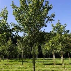 Acer campestre 'Elsrijk' - Baum, H 3xv mDb 20- 25