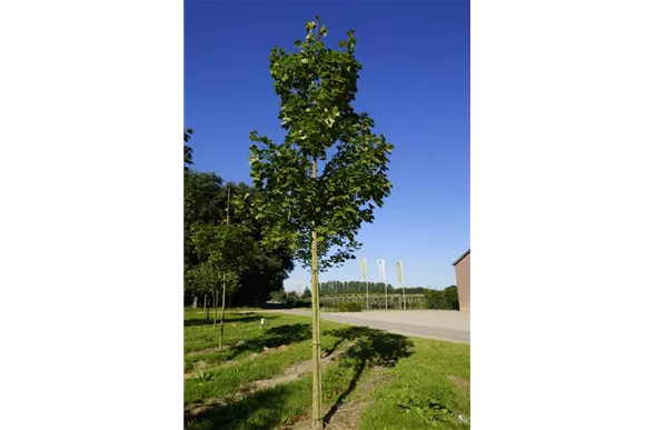 Acer platanoides Acer platanoides