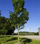 Spitzahorn - Acer platanoides