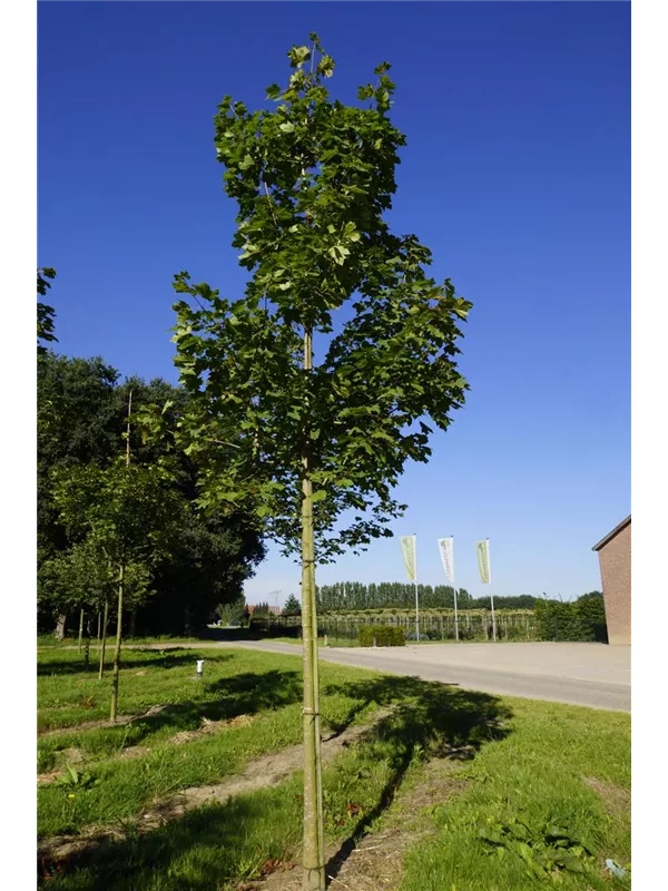 Spitzahorn - Acer platanoides