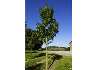 Acer platanoides