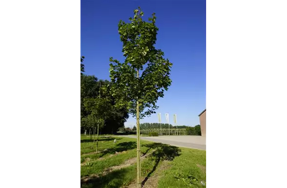 Acer platanoides