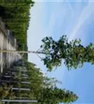 Spitzahorn - Acer platanoides