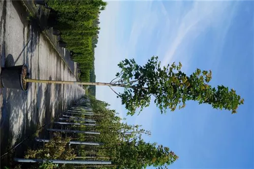 Spitzahorn - Acer platanoides