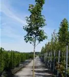 Spitzahorn - Acer platanoides