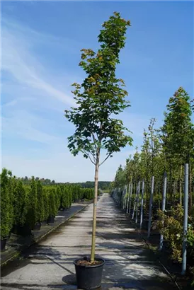 Spitzahorn - Acer platanoides