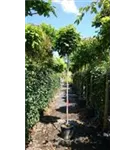 Kugelahorn 'Globosum' - Acer platanoides 'Globosum'