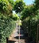 Kugelahorn 'Globosum' - Acer platanoides 'Globosum'