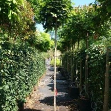 Acer platanoides 'Globosum', H C 35 8- 10