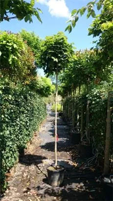 Kugelahorn 'Globosum' - Acer platanoides 'Globosum'