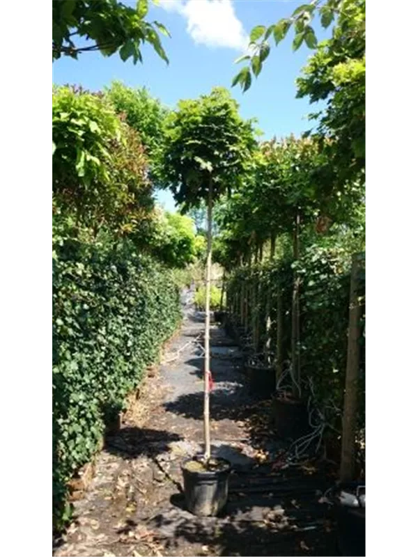 Kugelahorn 'Globosum' - Acer platanoides 'Globosum'