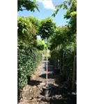 Kugelahorn 'Globosum' - Acer platanoides 'Globosum'