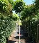 Kugelahorn 'Globosum' - Acer platanoides 'Globosum'
