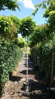 Kugelahorn 'Globosum' - Acer platanoides 'Globosum'