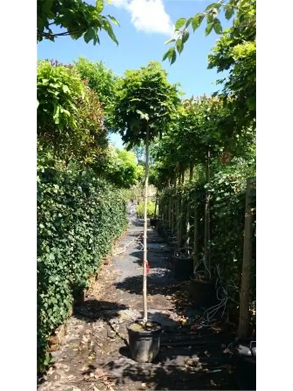 Kugelahorn 'Globosum' - Acer platanoides 'Globosum'