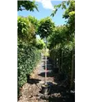 Kugelahorn 'Globosum' - Acer platanoides 'Globosum'