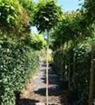 Kugelahorn 'Globosum' - Acer platanoides 'Globosum'