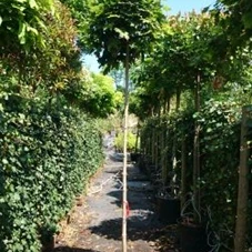 Acer platanoides 'Globosum', H C 35 8- 10