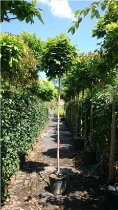 Kugelahorn 'Globosum' - Acer platanoides 'Globosum'