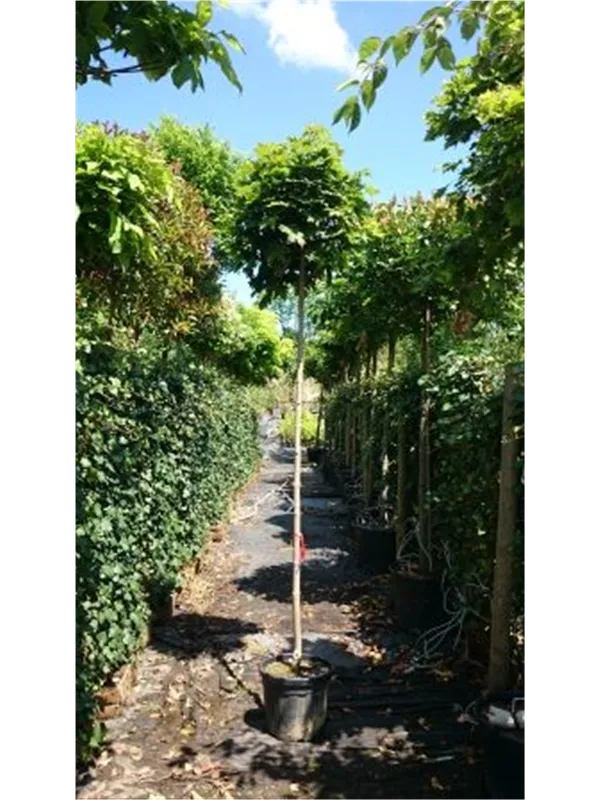 Kugelahorn 'Globosum' - Acer platanoides 'Globosum'