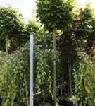 Kugelahorn 'Globosum' - Acer platanoides 'Globosum'