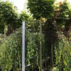 Acer platanoides 'Globosum', H C 65 12- 14