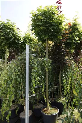 Kugelahorn 'Globosum' - Acer platanoides 'Globosum'