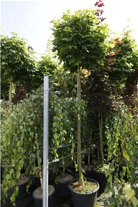 Kugelahorn 'Globosum' - Acer platanoides 'Globosum'
