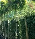 Kugelahorn 'Globosum' - Acer platanoides 'Globosum'