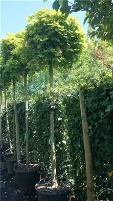 Kugelahorn 'Globosum' - Acer platanoides 'Globosum'