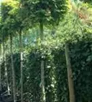 Kugelahorn 'Globosum' - Acer platanoides 'Globosum'