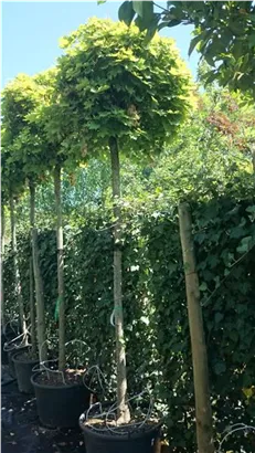 Kugelahorn 'Globosum' - Acer platanoides 'Globosum'