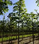 Rosskastanie - Aesculus hippocastanum Rosskastanie - Aesculus hippocastanum