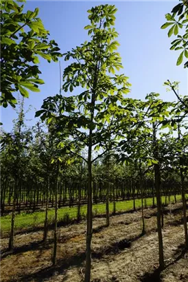 Rosskastanie - Aesculus hippocastanum Rosskastanie - Aesculus hippocastanum