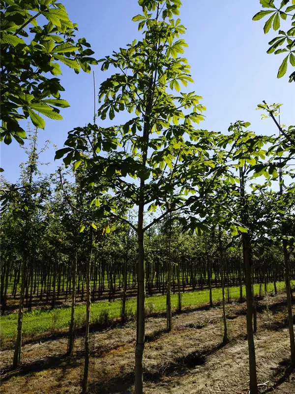 Rosskastanie - Aesculus hippocastanum Rosskastanie - Aesculus hippocastanum