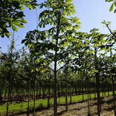 Aesculus hippocastanum, H 3xv mDb 12- 14
