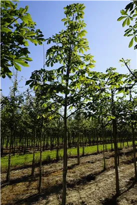 Rosskastanie - Aesculus hippocastanum