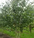 Himalayabirke - Betula jacquemontii